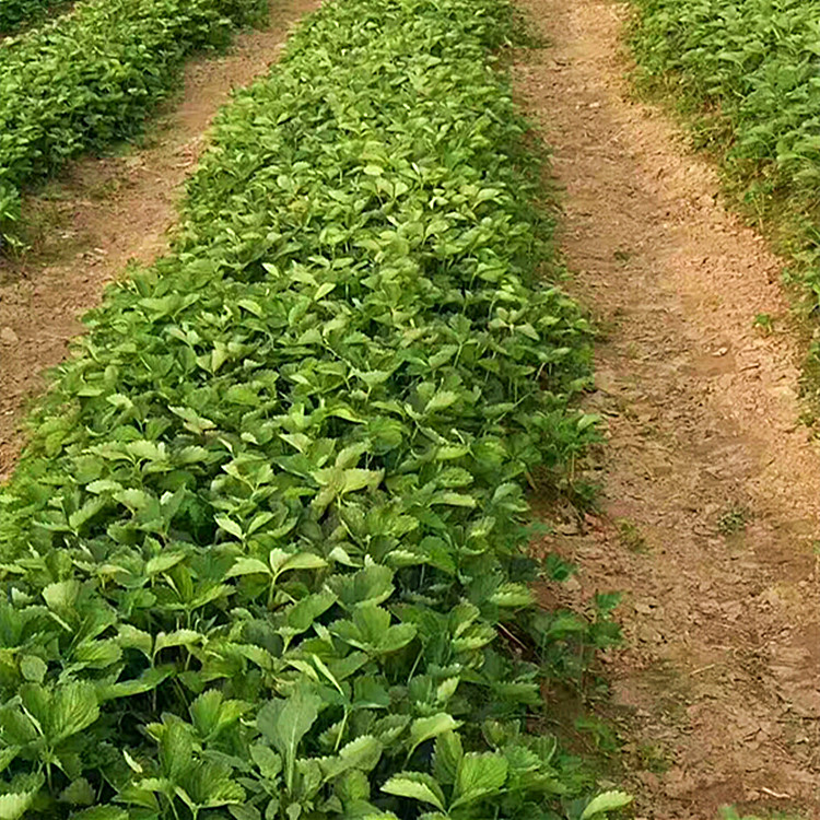 脱毒甜查理草莓苗栽植数量