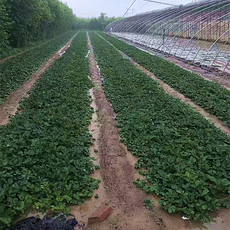 假植法兰地草莓苗种植基地