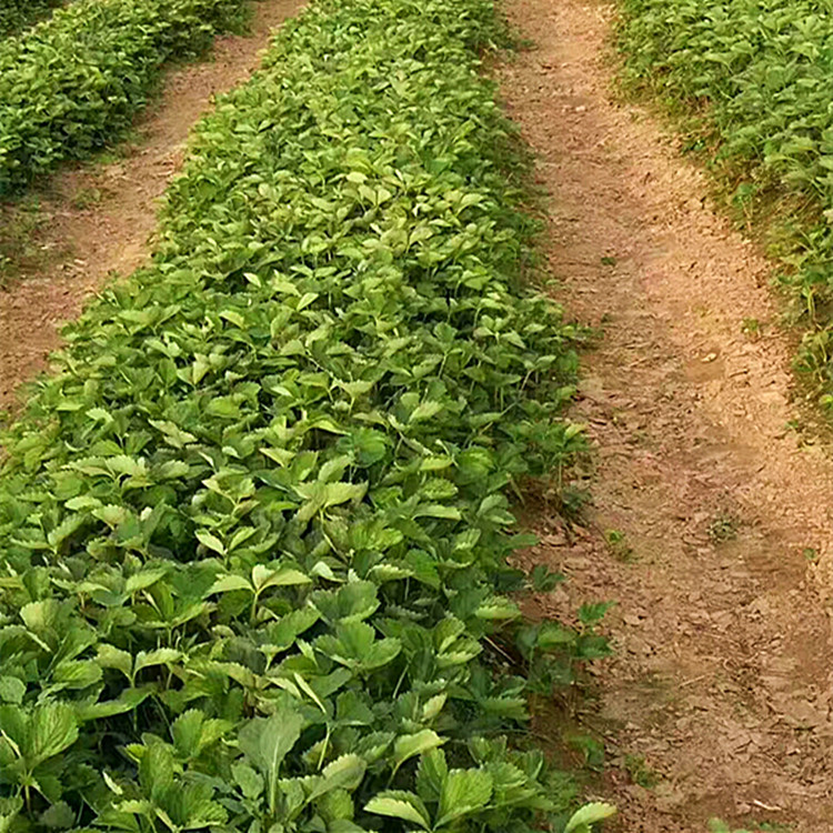 假植红袖添香草莓苗种植基地