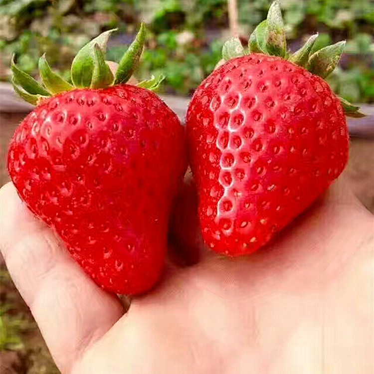 穴盘美十三草莓苗栽种季节