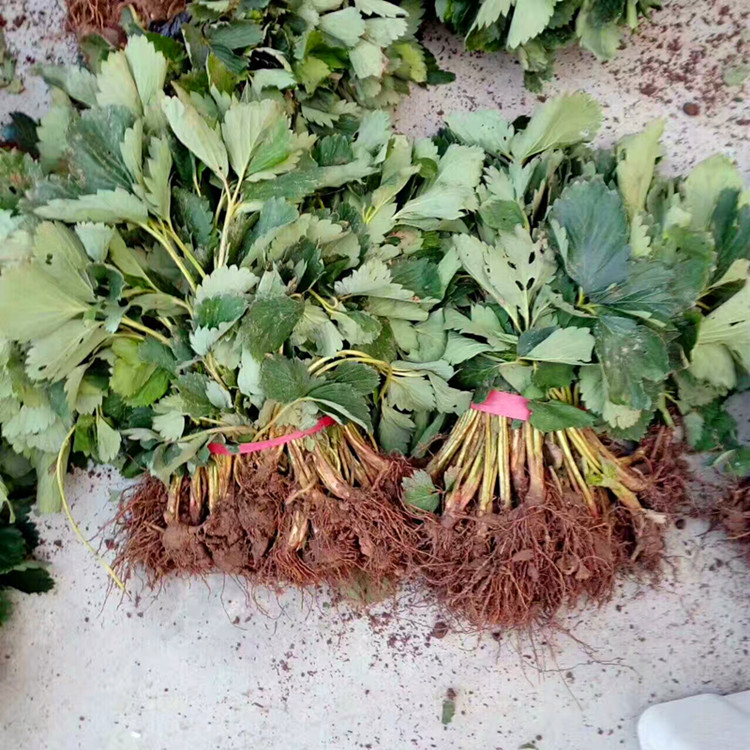 湖北省章姬草莓苗种植数量