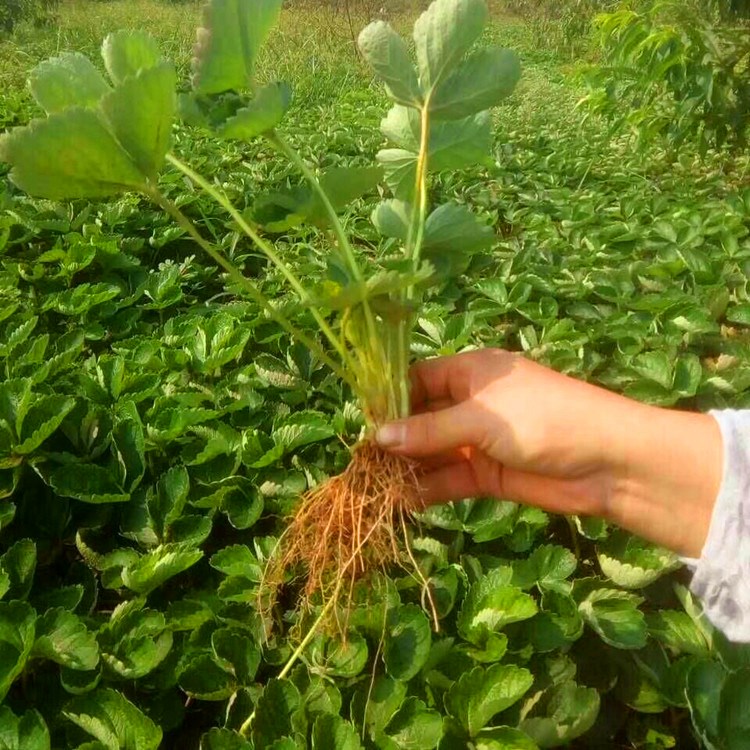 云南省全草莓苗生产基地