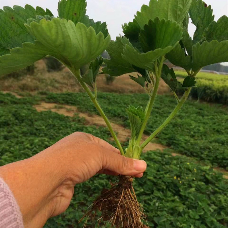 假植法兰地草莓苗种植基地