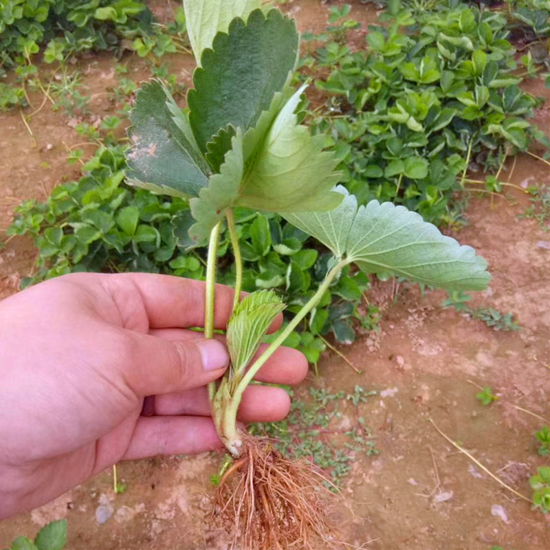 浙江省章姬草莓苗种植