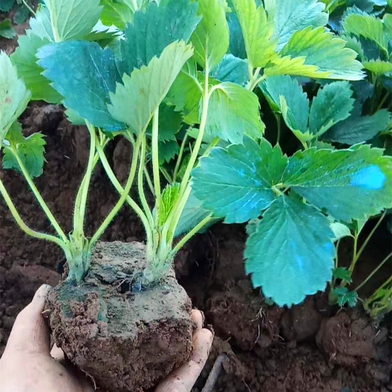 上海隋珠草莓苗种植技术