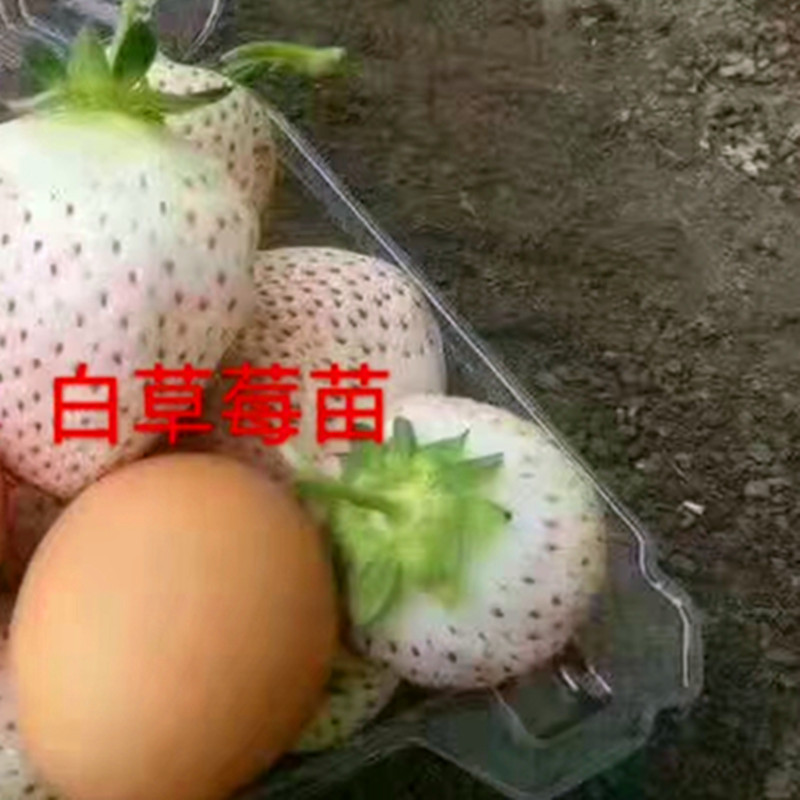 吉林省美十三草莓苗品种展示
