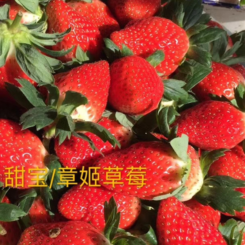 安徽省甜查理草莓苗栽植数量
