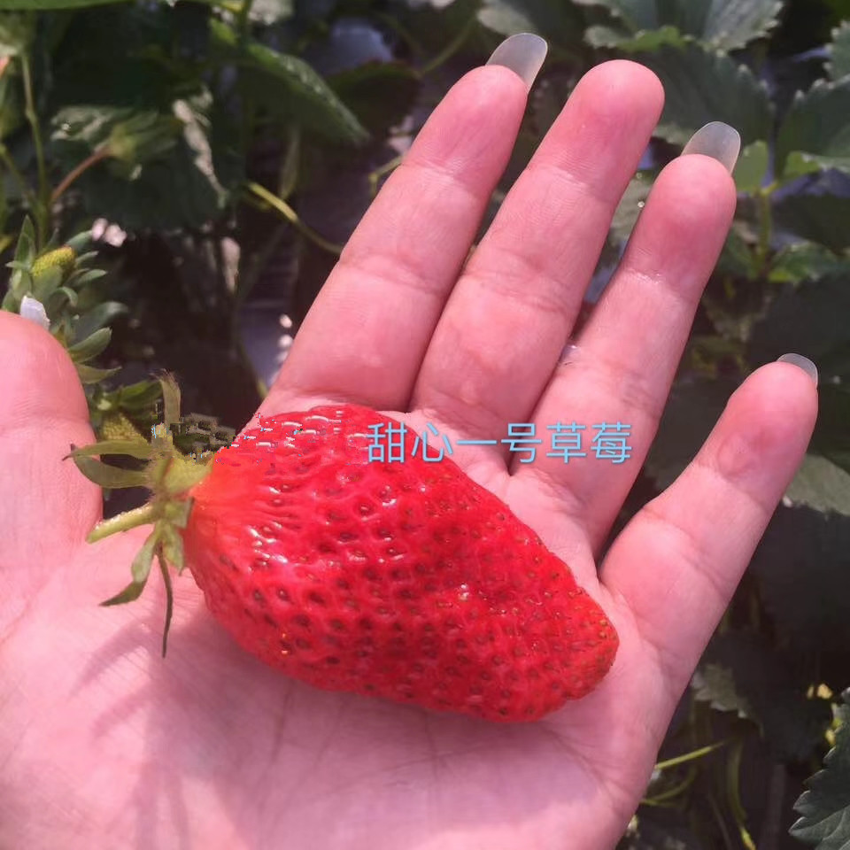 土球法兰地草莓苗图片展示