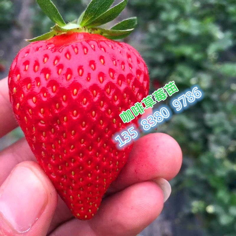 吉林省蒙特瑞草莓苗品种展示