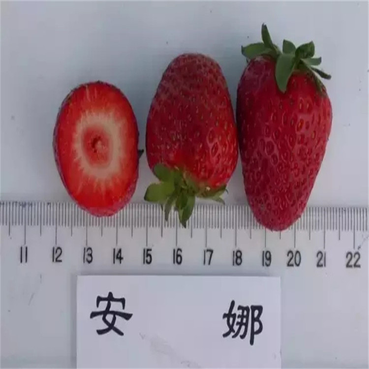 青海省奶油草莓苗