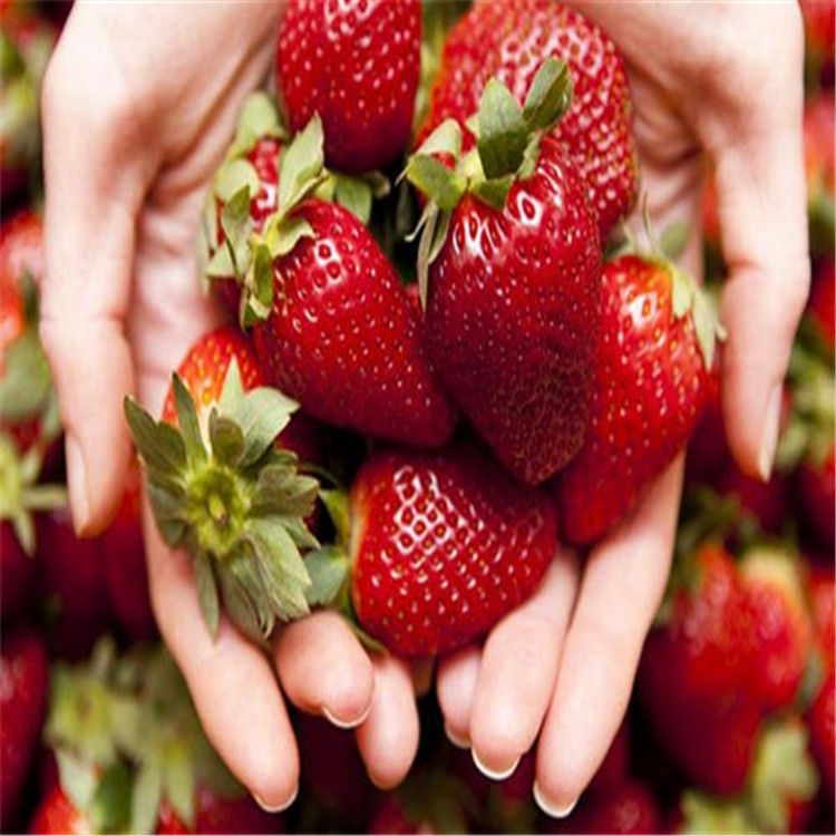 重庆草莓苗成活率高