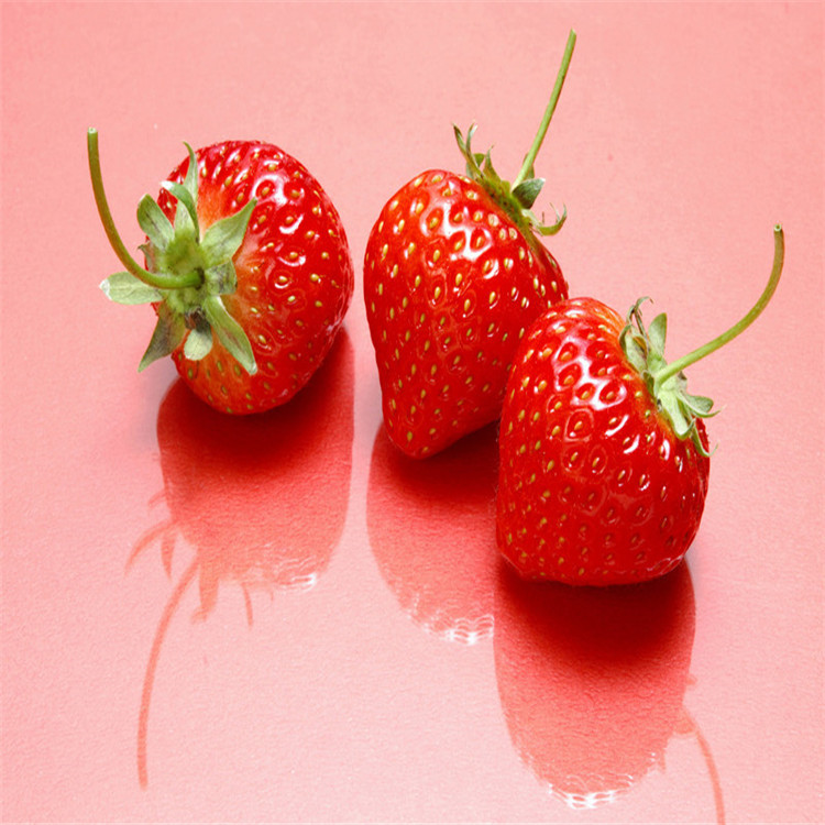 内自治区甜宝草莓苗图片展示