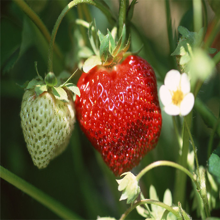 云南省草莓苗生产基地