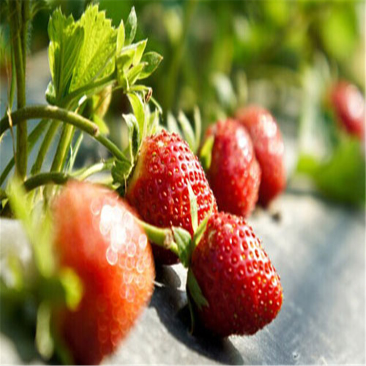 脱毒甜宝草莓苗栽植数量
