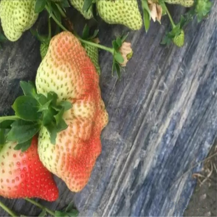 吉林省丽雪草莓苗品种展示