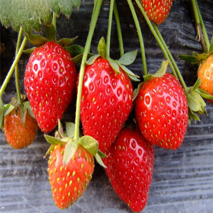 湖北省赛娃草莓苗种植数量