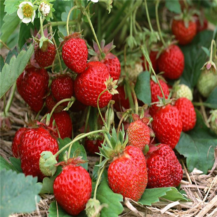 陕西省脱毒草莓苗种植基地