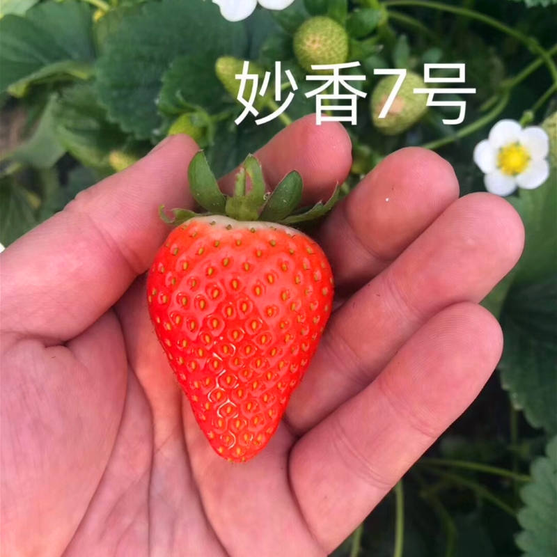 湖北省红袖添香草莓苗种植数量