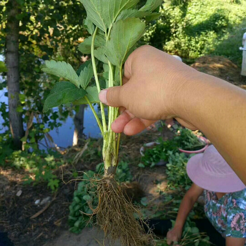 假植法兰地草莓苗种植基地