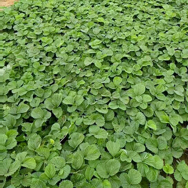 浙江省章姬草莓苗种植