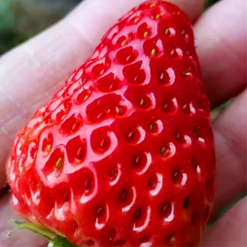 假植红袖添香草莓苗种植基地
