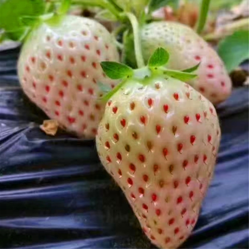 本地甜查理草莓苗成活率高