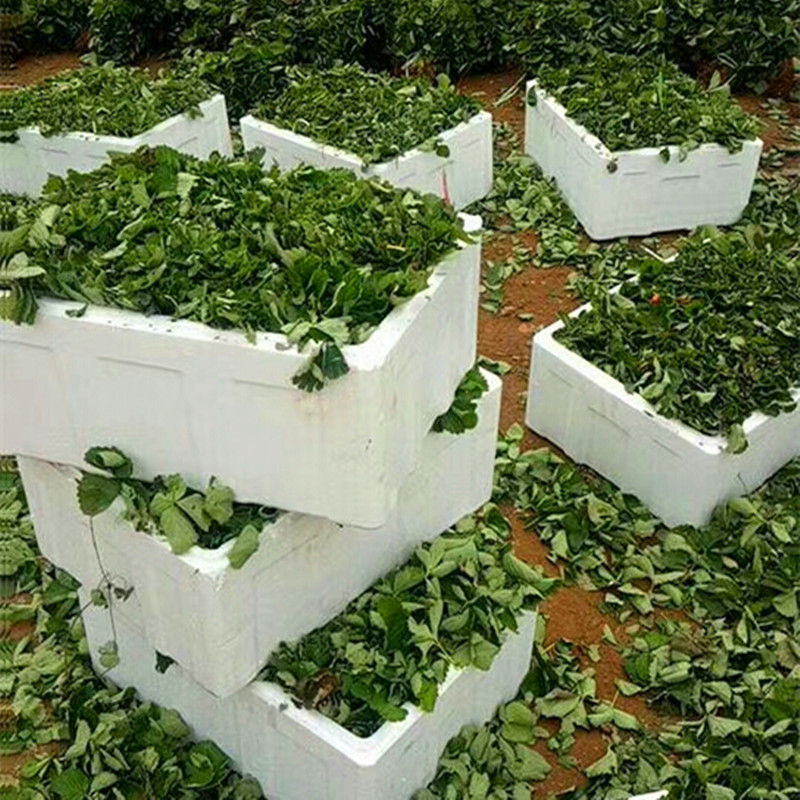 本地宁玉草莓苗种植