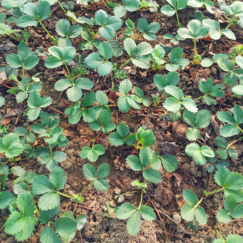 陕西省公主草莓苗种植基地