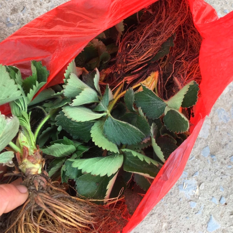 保湿加冰邮寄咖啡草莓苗种植数量