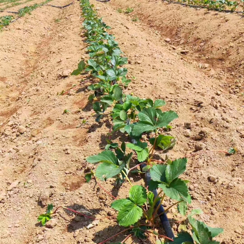 吉林省京郊小白草莓苗品种展示