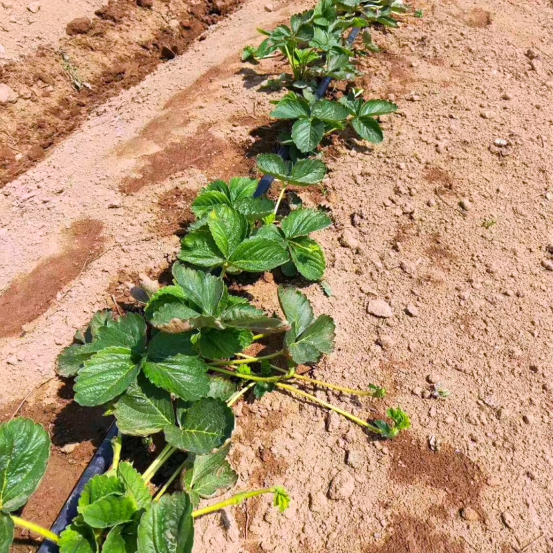 湖北省红颜草莓苗种植数量