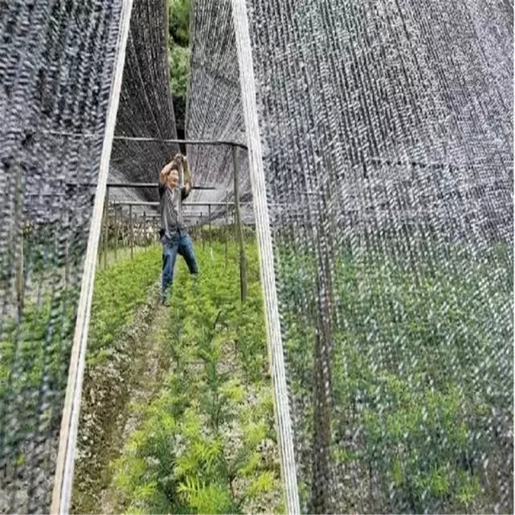 保湿邮寄奶油草莓苗种植技术