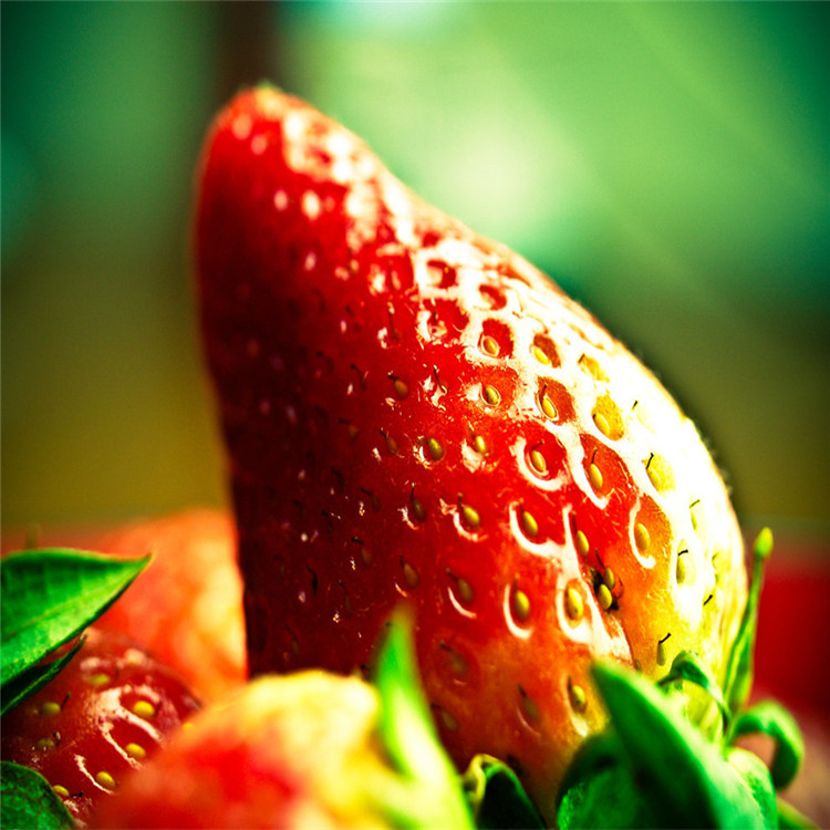 本地法兰地草莓苗种植
