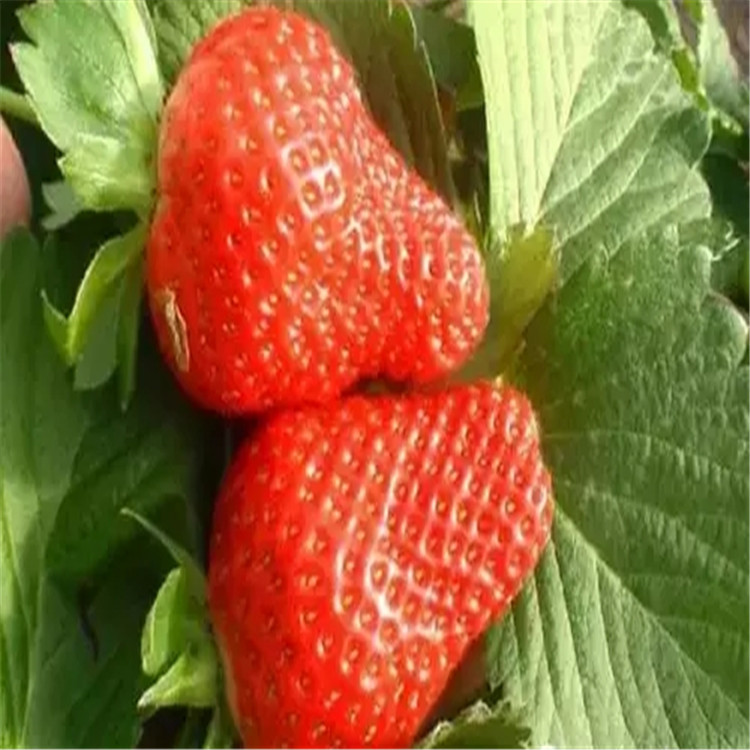 脱毒红颜草莓苗栽植数量