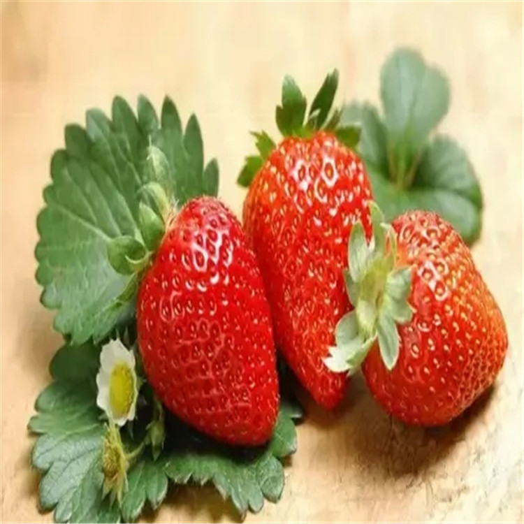 上海蒙特瑞草莓苗种植技术
