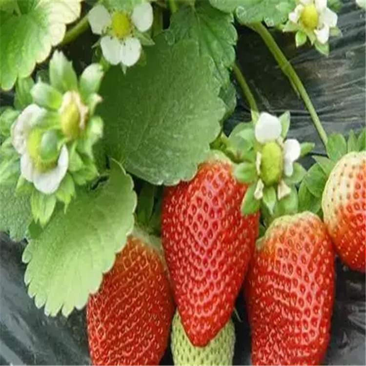 土球妙香7号草莓苗生产基地