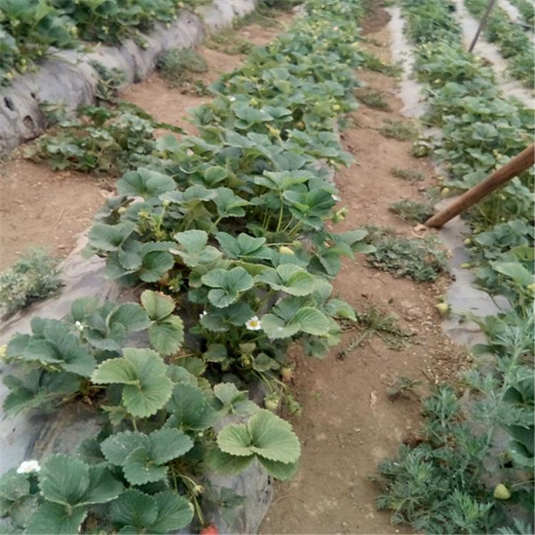山西省公主草莓苗育苗基地