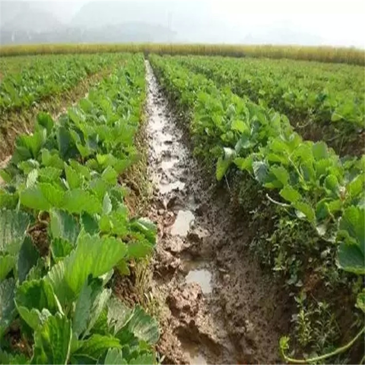 假植法兰地草莓苗种植基地