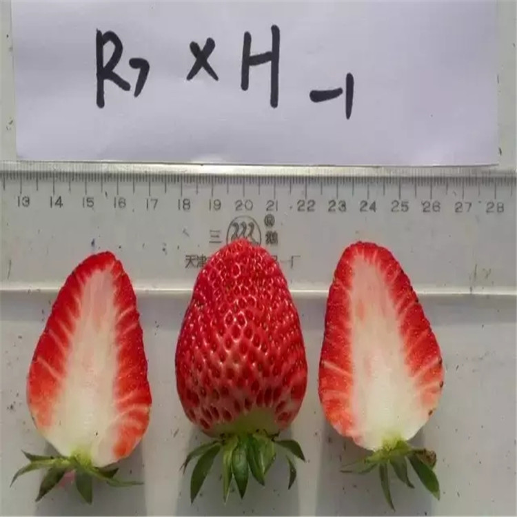 江苏省京郊小白草莓苗技术