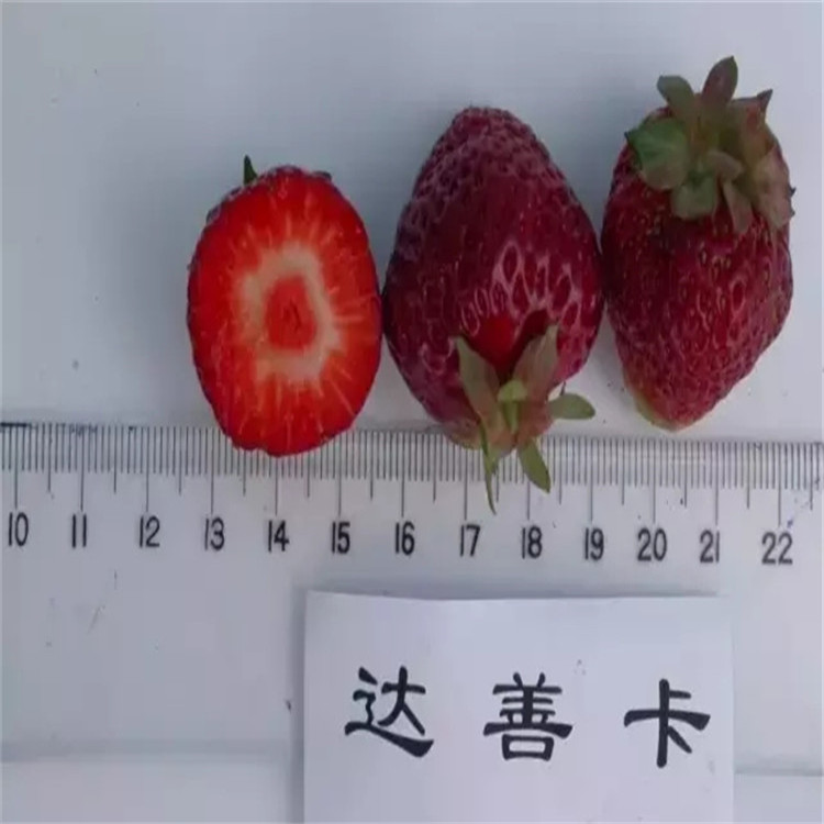 保湿加冰邮寄京郊小白草莓苗品种介绍