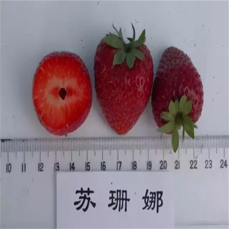 贵州省全草莓苗栽种季节