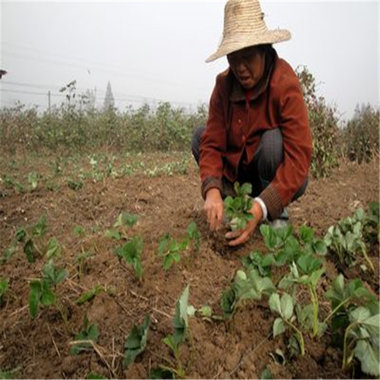 穴盘蒙特瑞草莓苗育苗基地