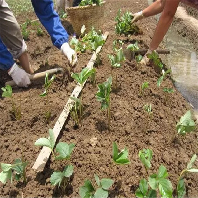 吉林省蒙特瑞草莓苗品种展示