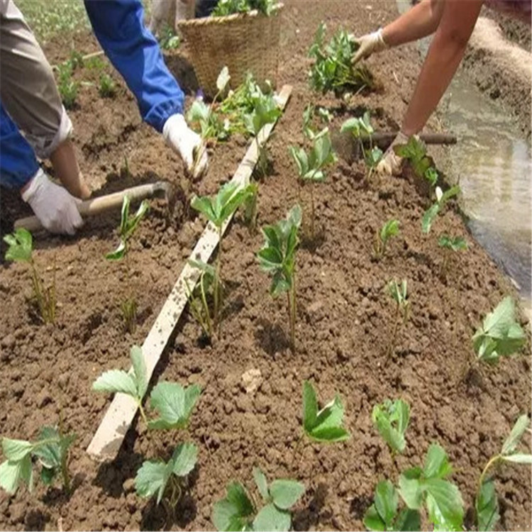 本地红颜草莓苗成活率高