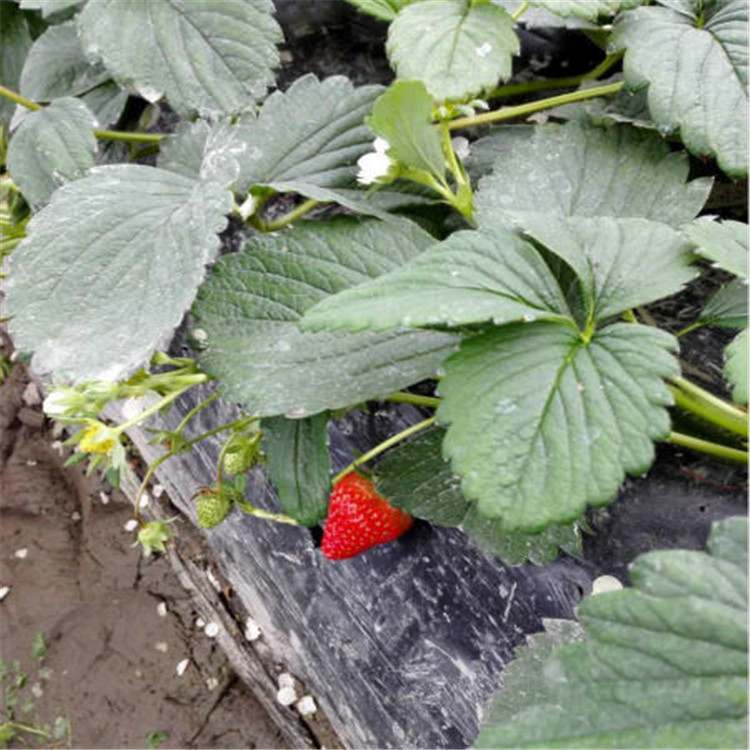 上海隋珠草莓苗种植技术