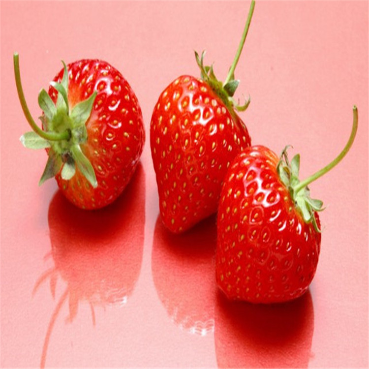 吉林省美十三草莓苗品种展示
