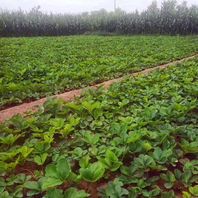 穴盘奶油草莓苗育苗基地