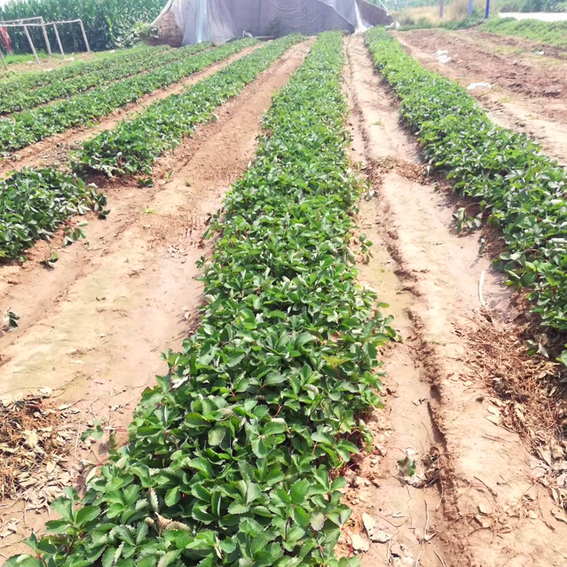 假植全草莓苗种植基地