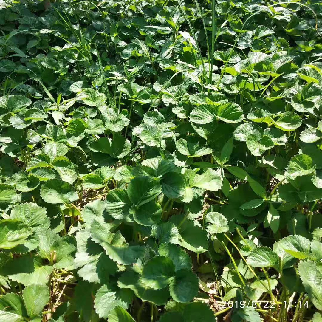 浙江省草莓苗种植