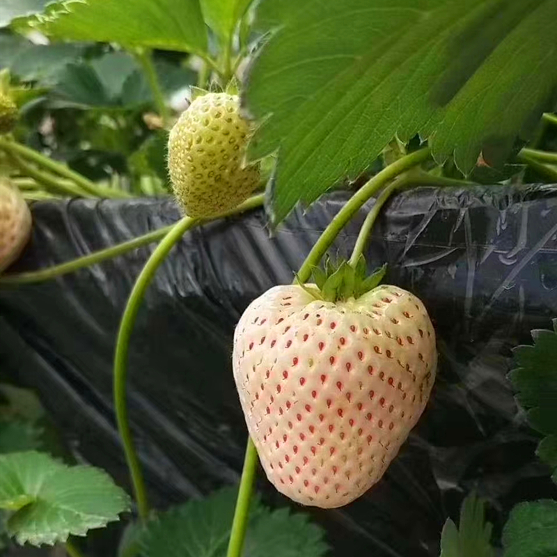陕西省京郊小白草莓苗种植基地